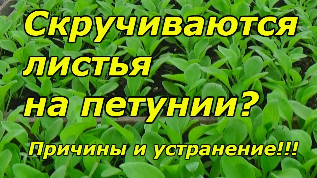 Почему скручиваются листья на рассаде петунии?