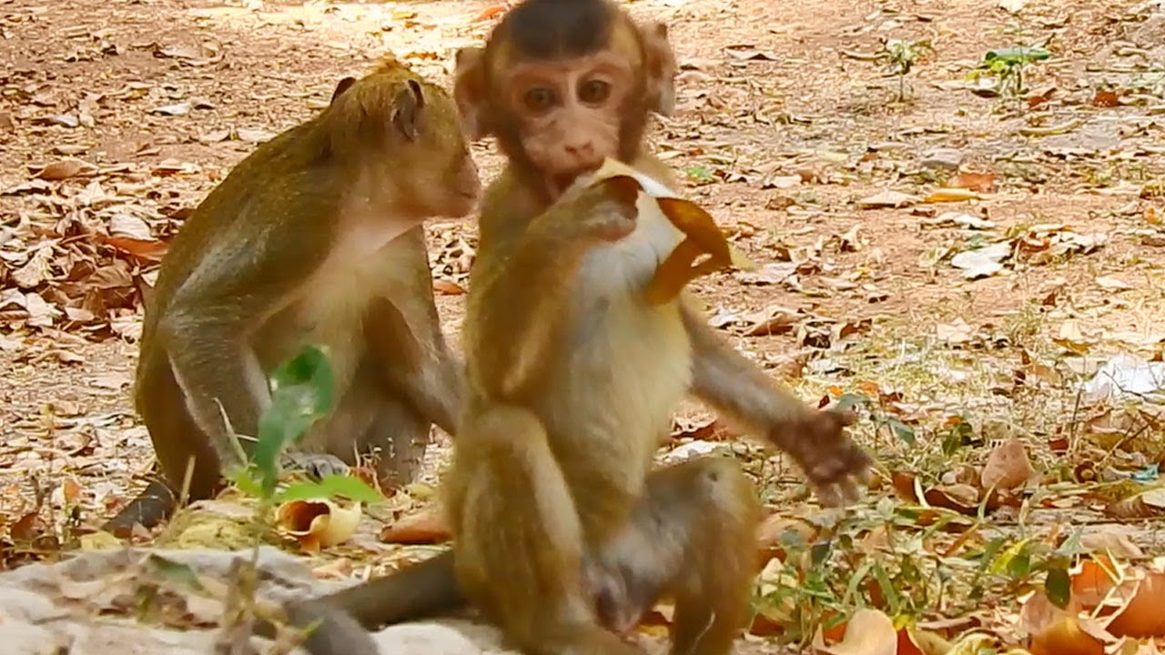 Tobai Lost Mom TOma Following The Old One Finding His Mom