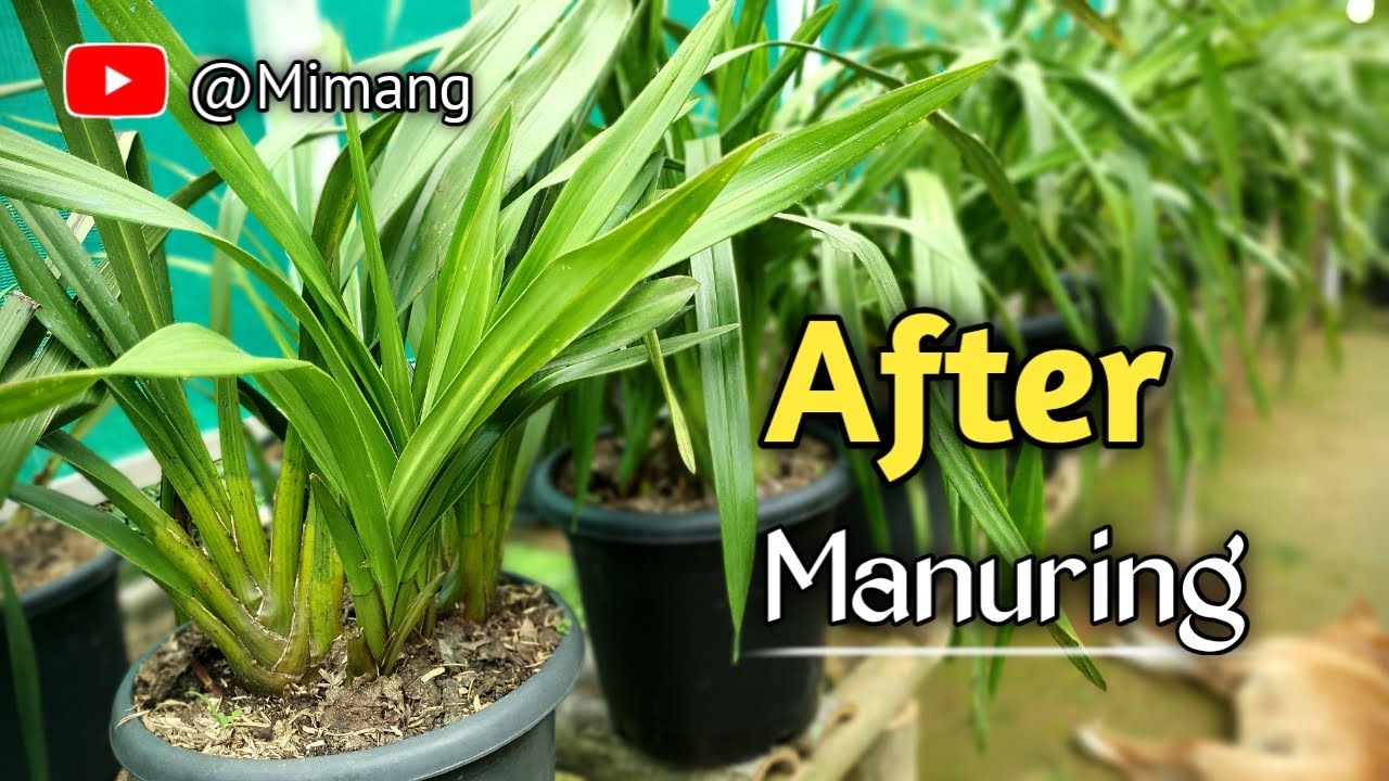 After Manuring Cymbidium Orchid Plants / Mimang Vlog //
