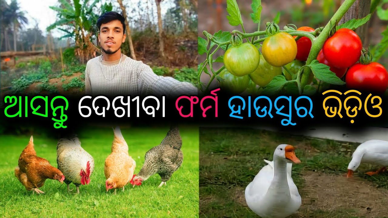 ଆସନ୍ତୁ ଦେଖୀବା ଫାର୍ମ ହାଉସୁର ଭିଡ଼ିଓ Asantu Dekhiba Farm House Video #odia   #odiavlogs #odisha #viral 