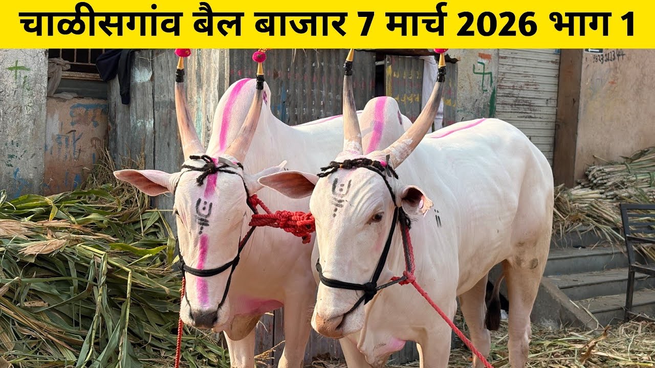 Live🔴 चाळीसगांव बैल बाजार 7 मार्च 2026 भाग 1 | Chalisgaon bail bajar 