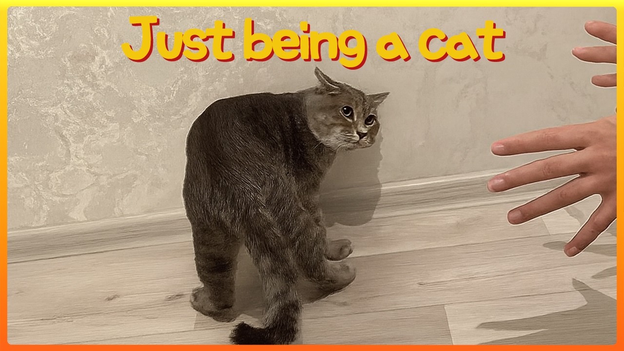 Cats will be cats 😹