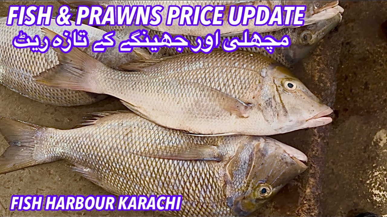 FISH AND PRAWNS PRICE UPDATE KARACHI FISH HARBOUR OCTOBER 30