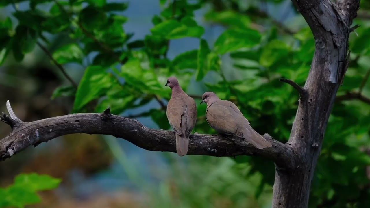 Serenata Rimpianto - Enrico Toselli - Álvaro Carroll