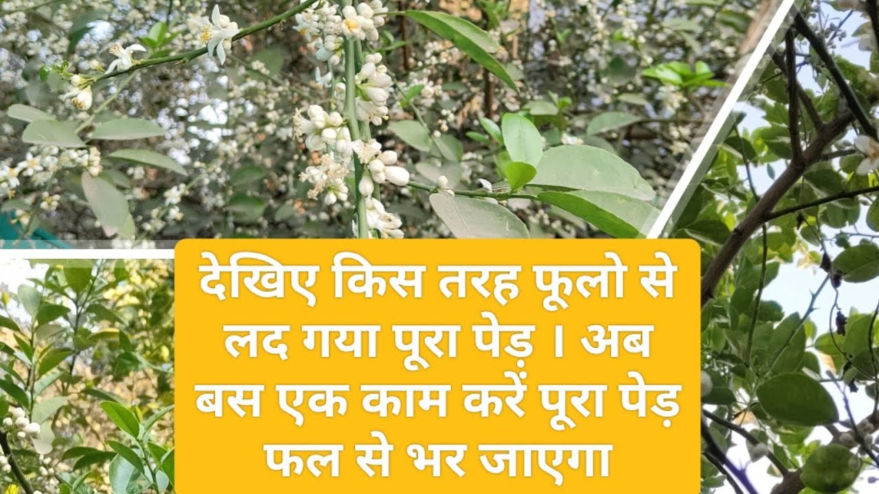 पूरा पेड़ फूलों  से लद गया है अब बस एक काम करें पूरा पेड़ फल से भर जाएगा #gardening #farming