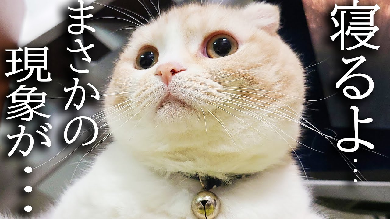 犬が「寝るよ！」と言うと猫がまさかの行動に...