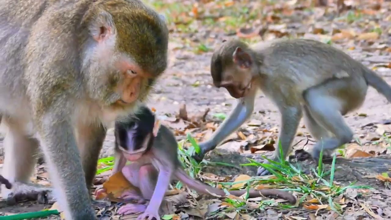 This baby monkey is really annoying Baby Grayson...SOCUTE MONKEY...!