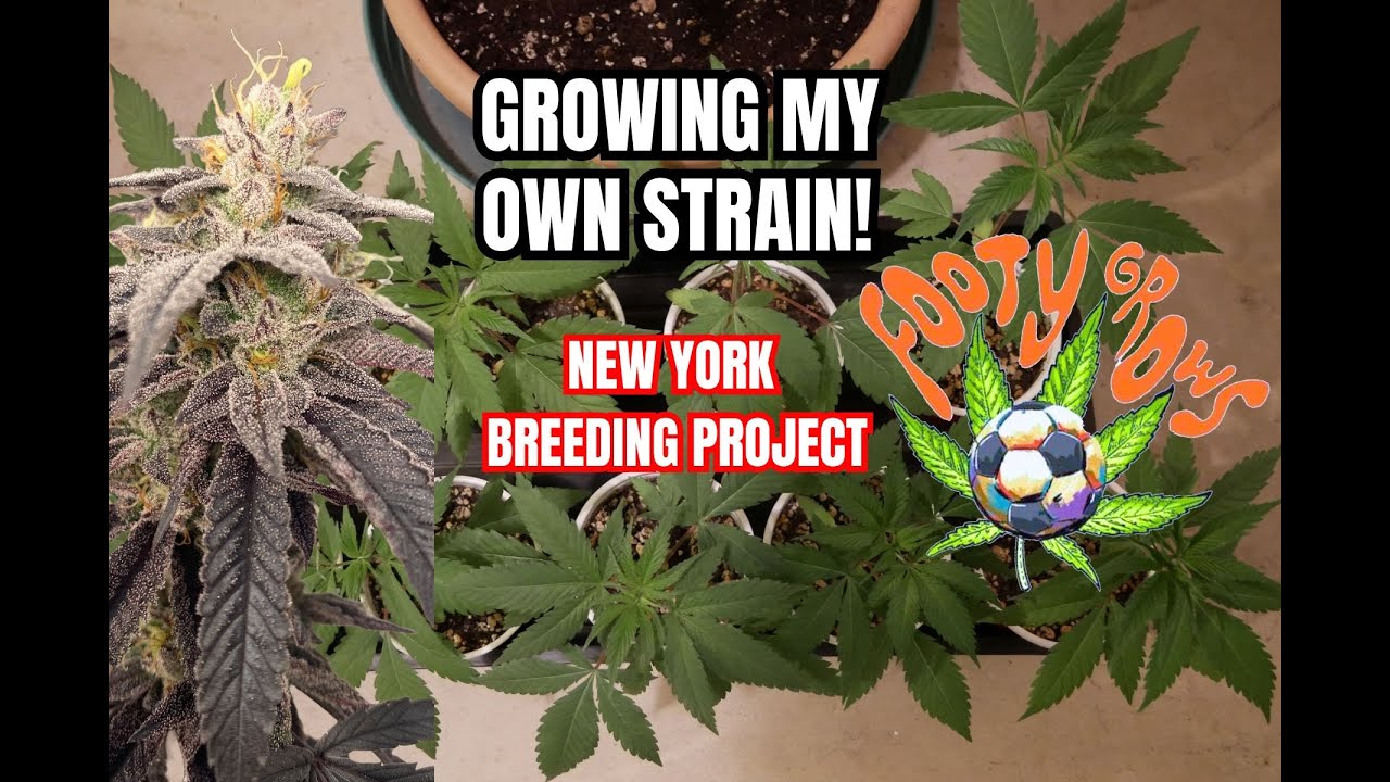 Seed To Harvest // Making My Own Strains! New York Breeding Project (Part 1)
