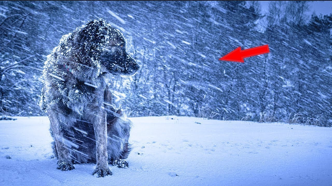 Qeni qendroi disa dite ne te ftohte, kur e ndihmuan vune re se...