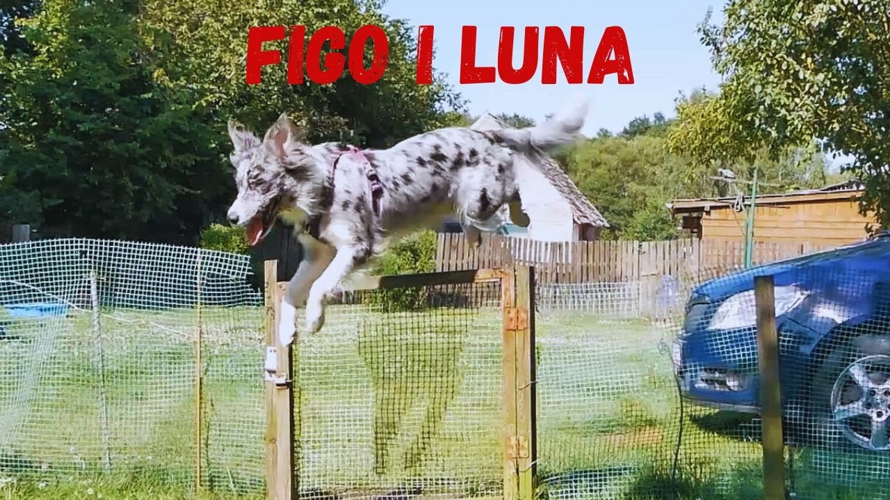 Figo i Luna - psie zabawy - owczarek i border collie - psi vlog