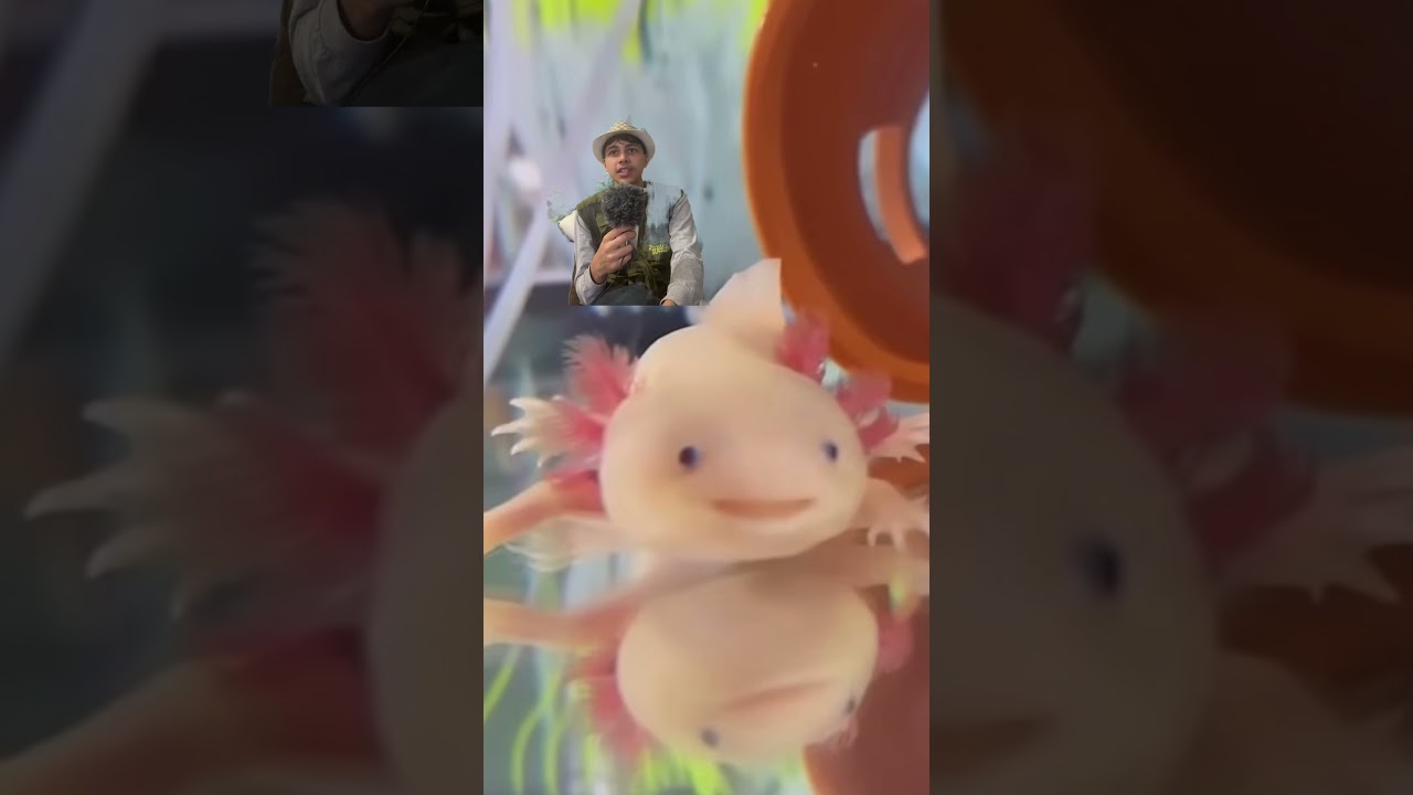Fun facts about axolotl&rsquo;s