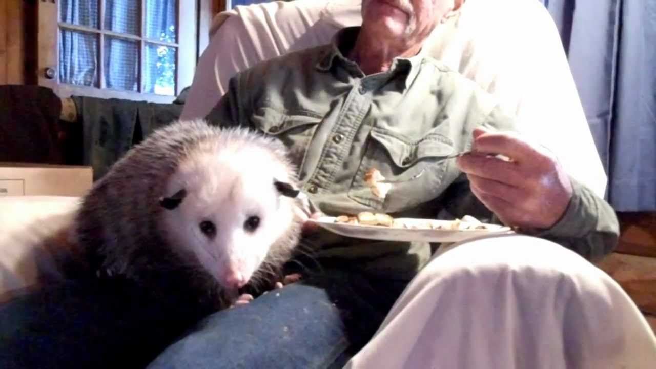 Sweetpea the opossum shares breakfast with grandpa
