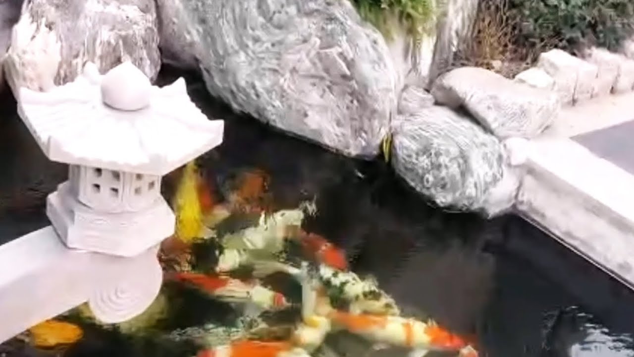 Ngắm Hồ Cá Koi  mini / Thư Giãn Tâm Trí  — Nước Chảy Nhẹ Nhàng ! Chill Mỗi Ngày 
