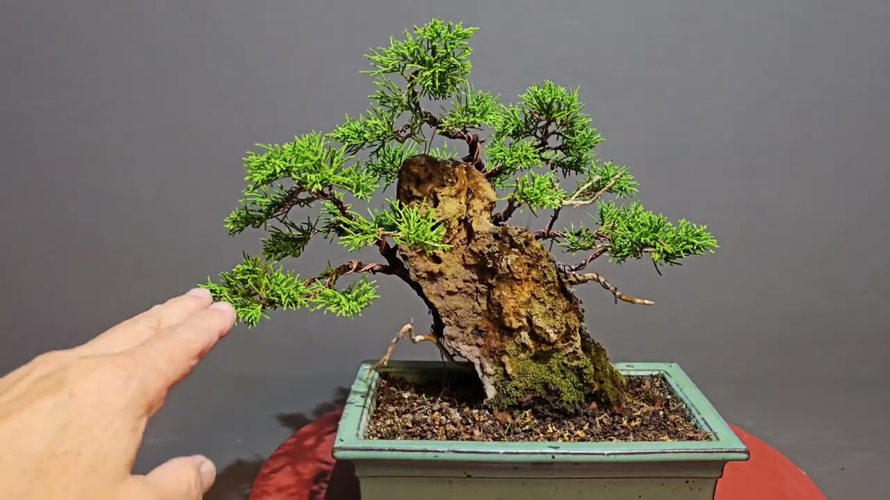 Bonsai Juniperus itoigawa -  Weiterentwicklung einer Wacholder Felsengestaltung V25-36