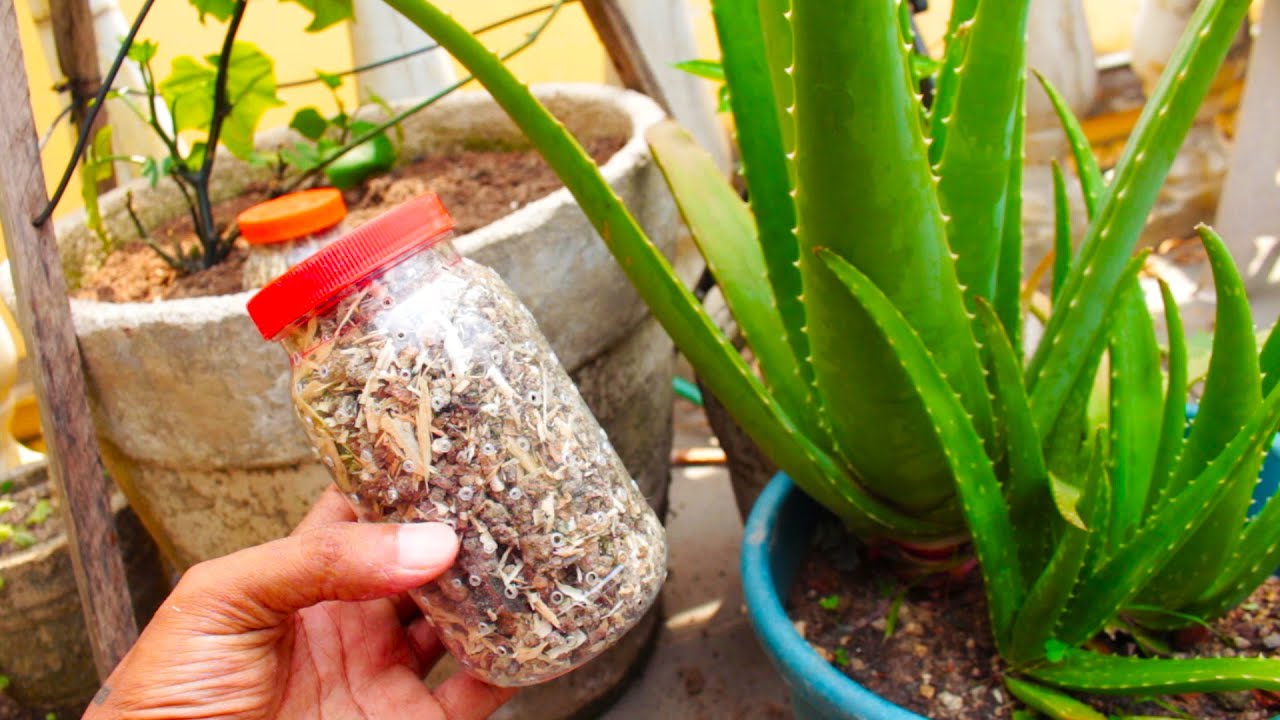 Coloque isso nas suas Plantas e Surpreenda-se com o resultado
