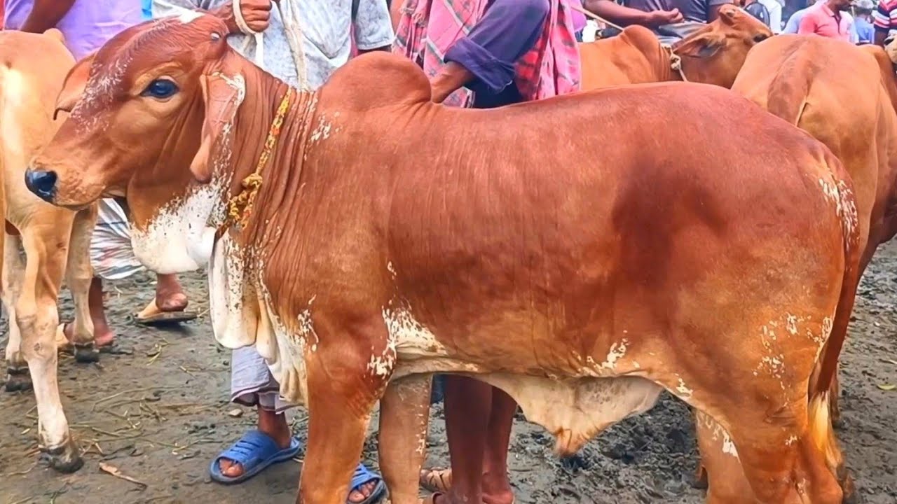 @আজ ১৯ জানুয়ারি