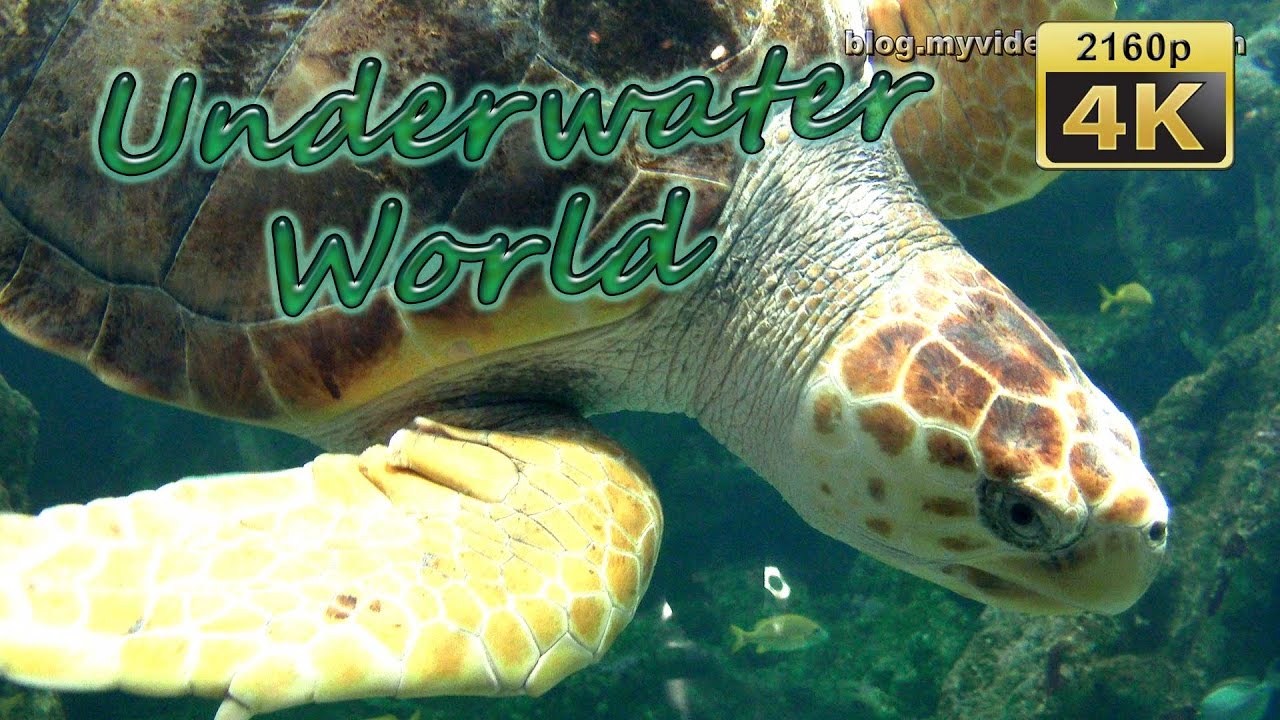 Oceanopolis, Brest - France  4K Travel Channel