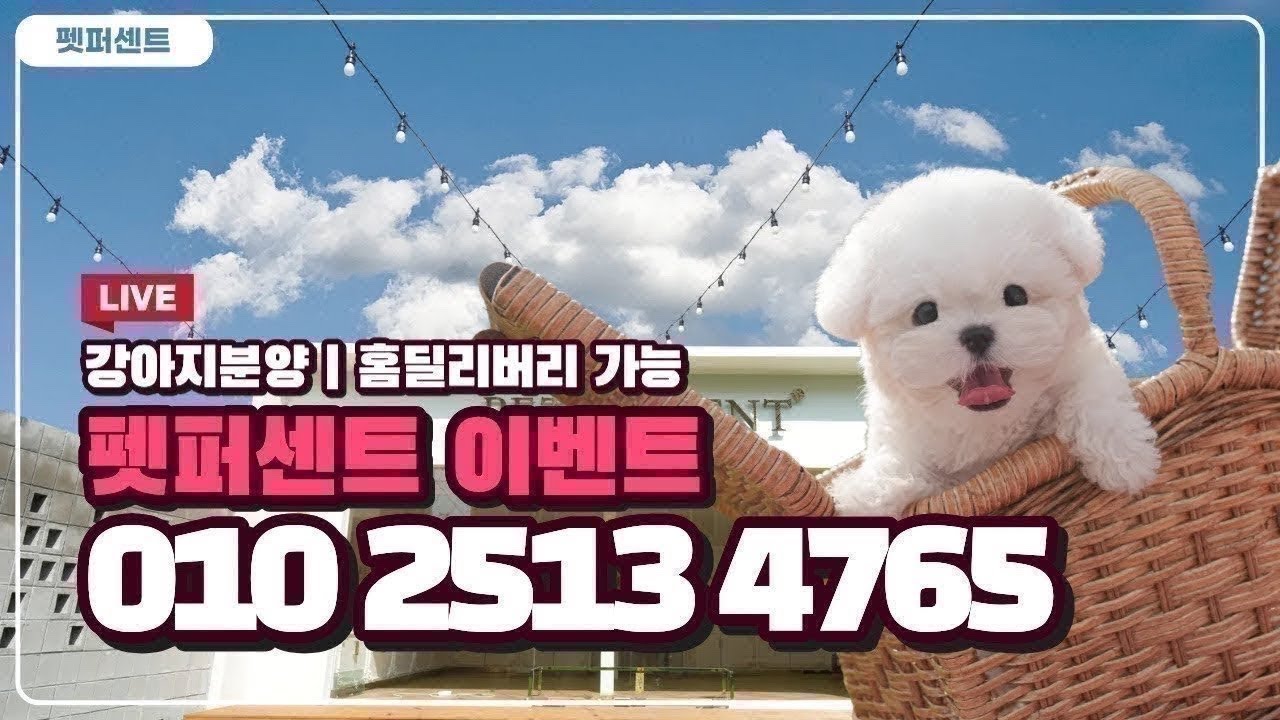 실시간 강아지 분양 ! 분양가 최대할인 어서 오세요 💓💓 #강아지분양 #강아지입양 #Dog