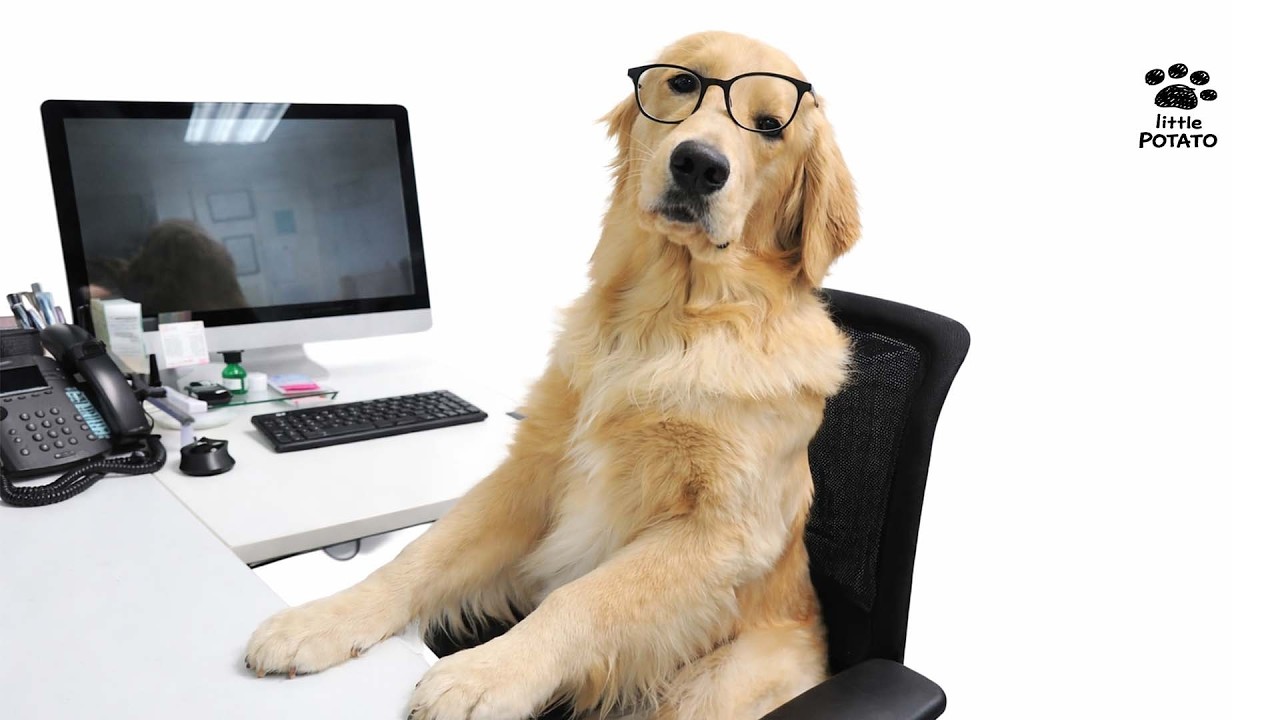 I am just a small dog with very big plans 🥔 Minimalist Focus piano BGM