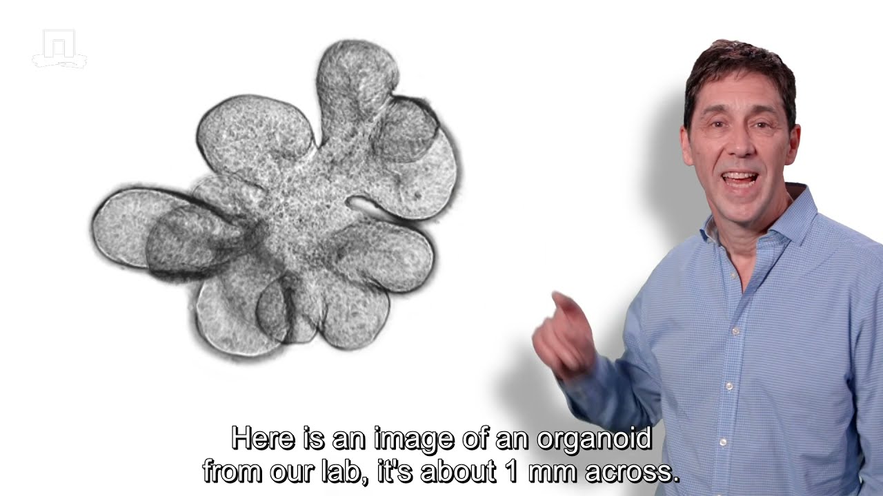 Organoids: mini-tissues in culture