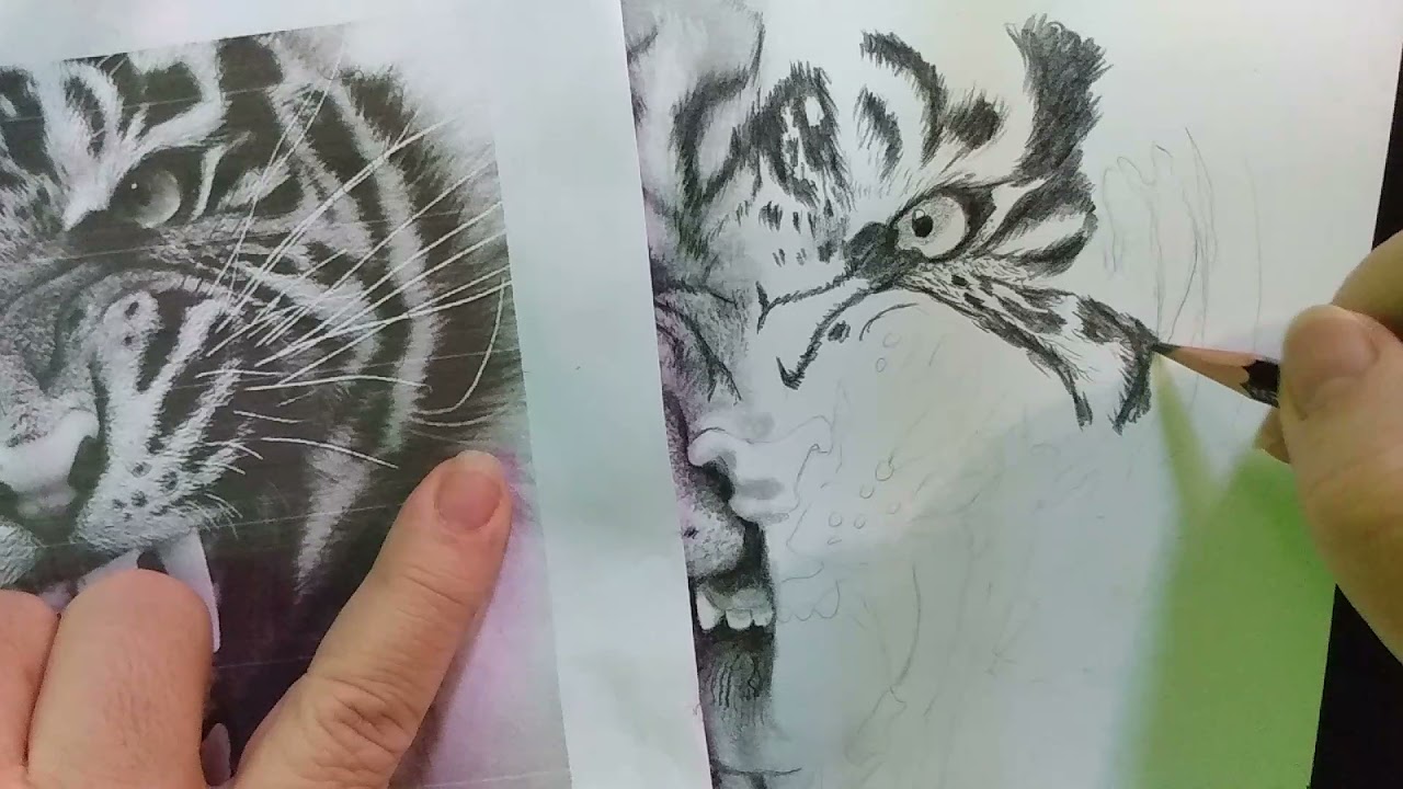 Como desenhar um tigre realista. 1 de 3
