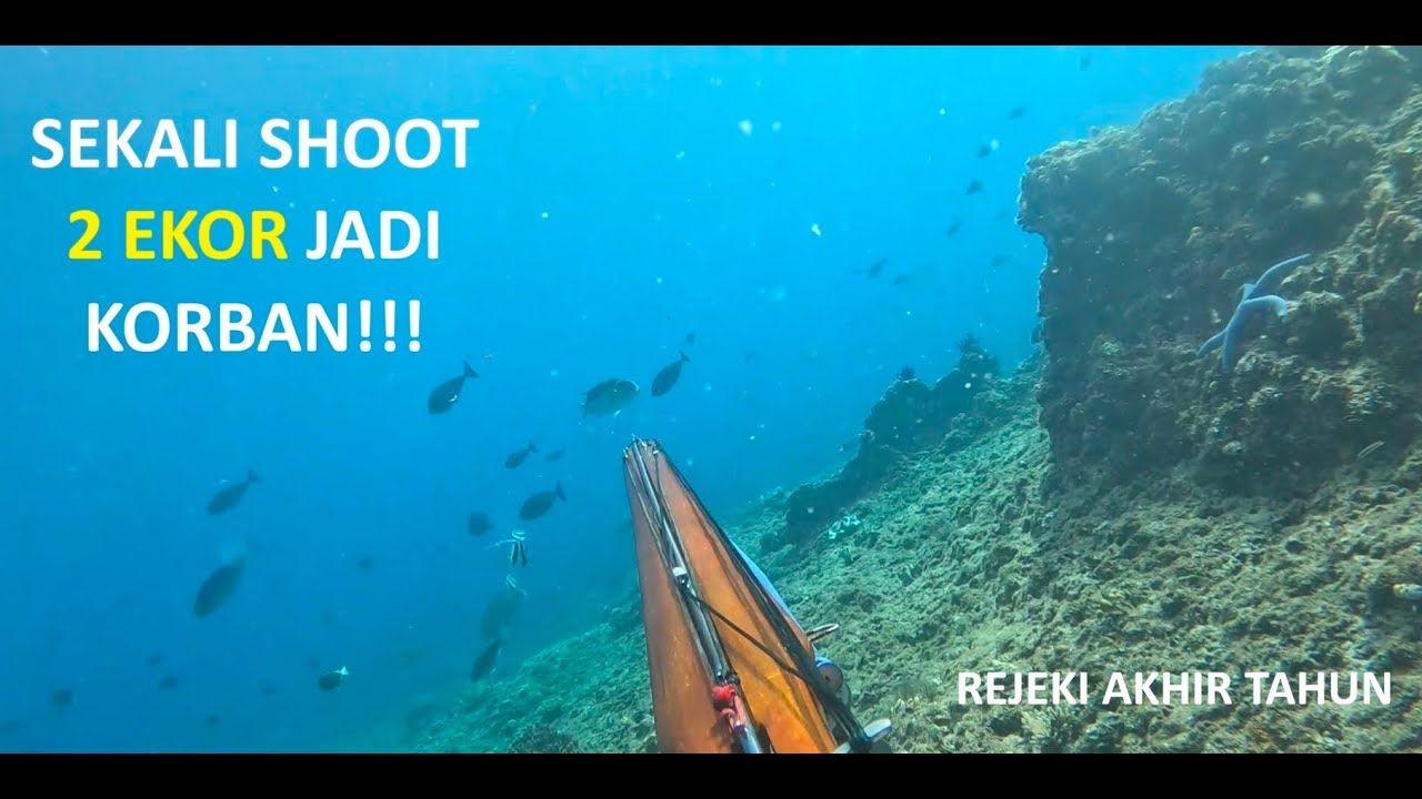 Nembak ikan/Spearfishing di tanggal 31 desember 2025 - Kata Mama ambil ikannya yang sedang2 aja..