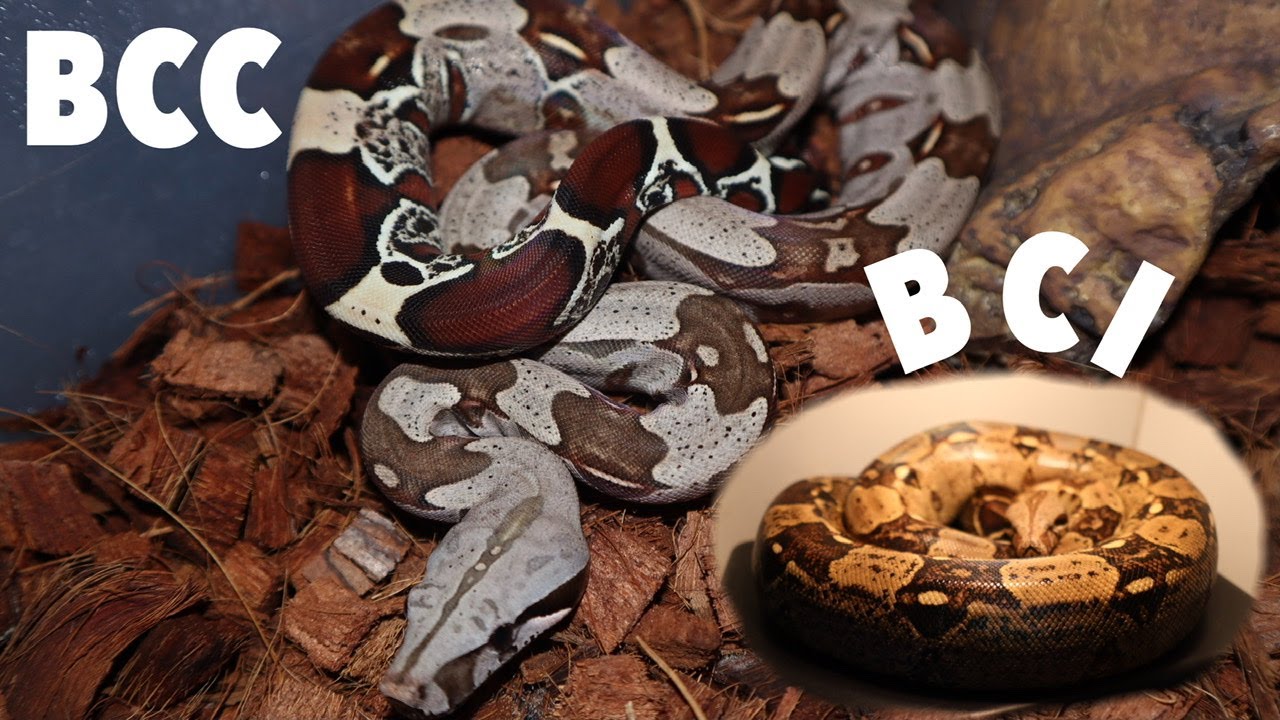 Redtail Boa vs Common Boa | BCC vs BCI | What&rsquo;s The Difference