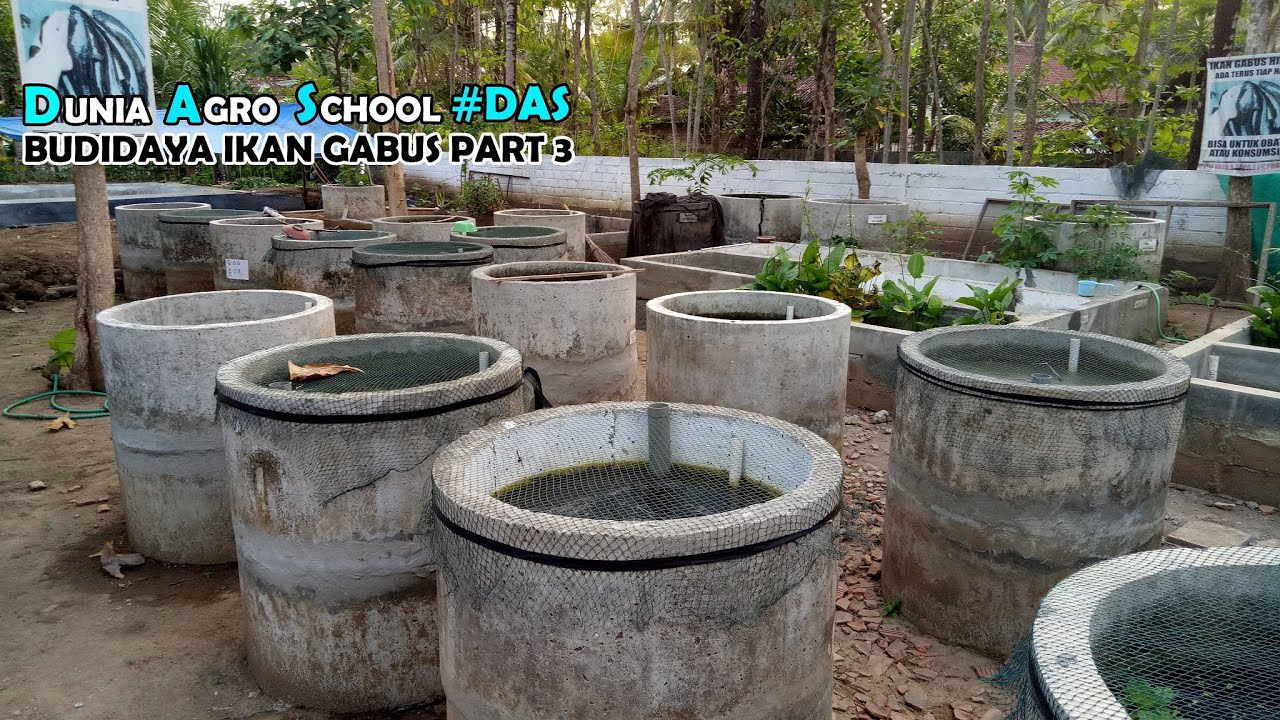 Live Part 3 | Cara Pemijahan Ikan Gabus Tangkapan Alam Dikolam
