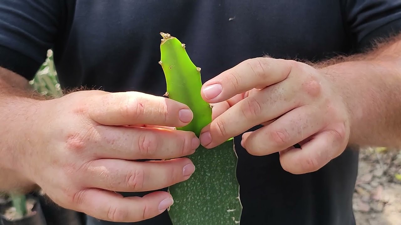 Injerto en Cultivo de Pitahaya
