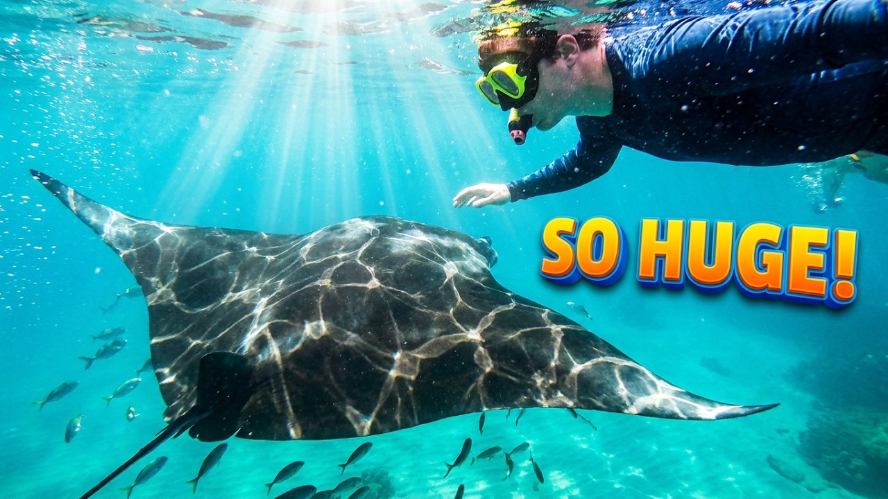 Swimming With 3 GIANT MANTA RAYS - The Ultimate Ocean Adventure 2026 #underwater #mantarays