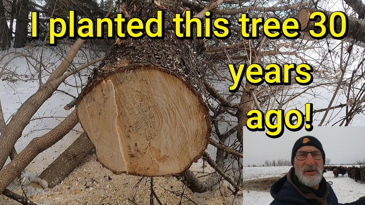 Cutting Trees I planted 28 years ago!