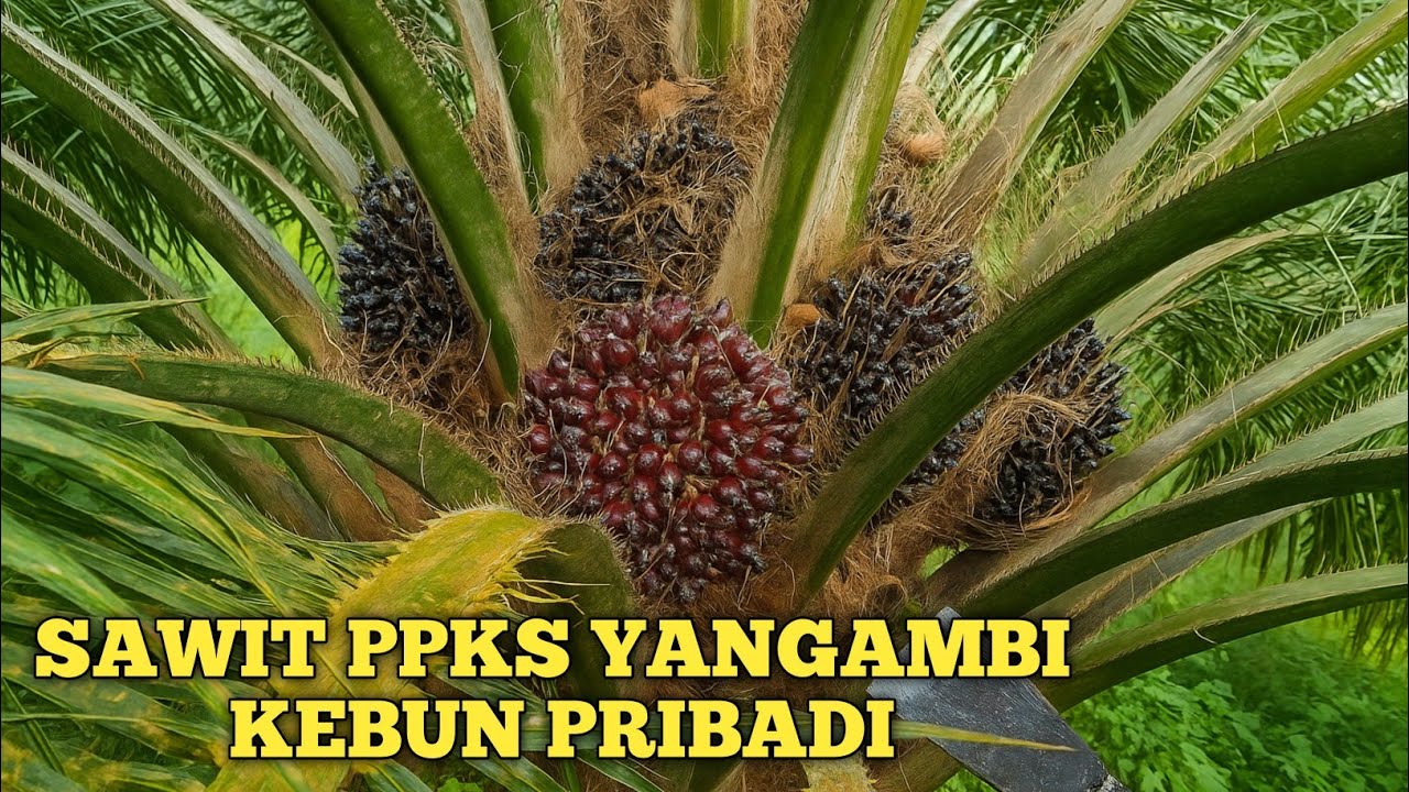 PANEN SAWIT PPKS YANGAMBI PARINDU, KEBUN PRIBADI. @Petani Pemula Temah
