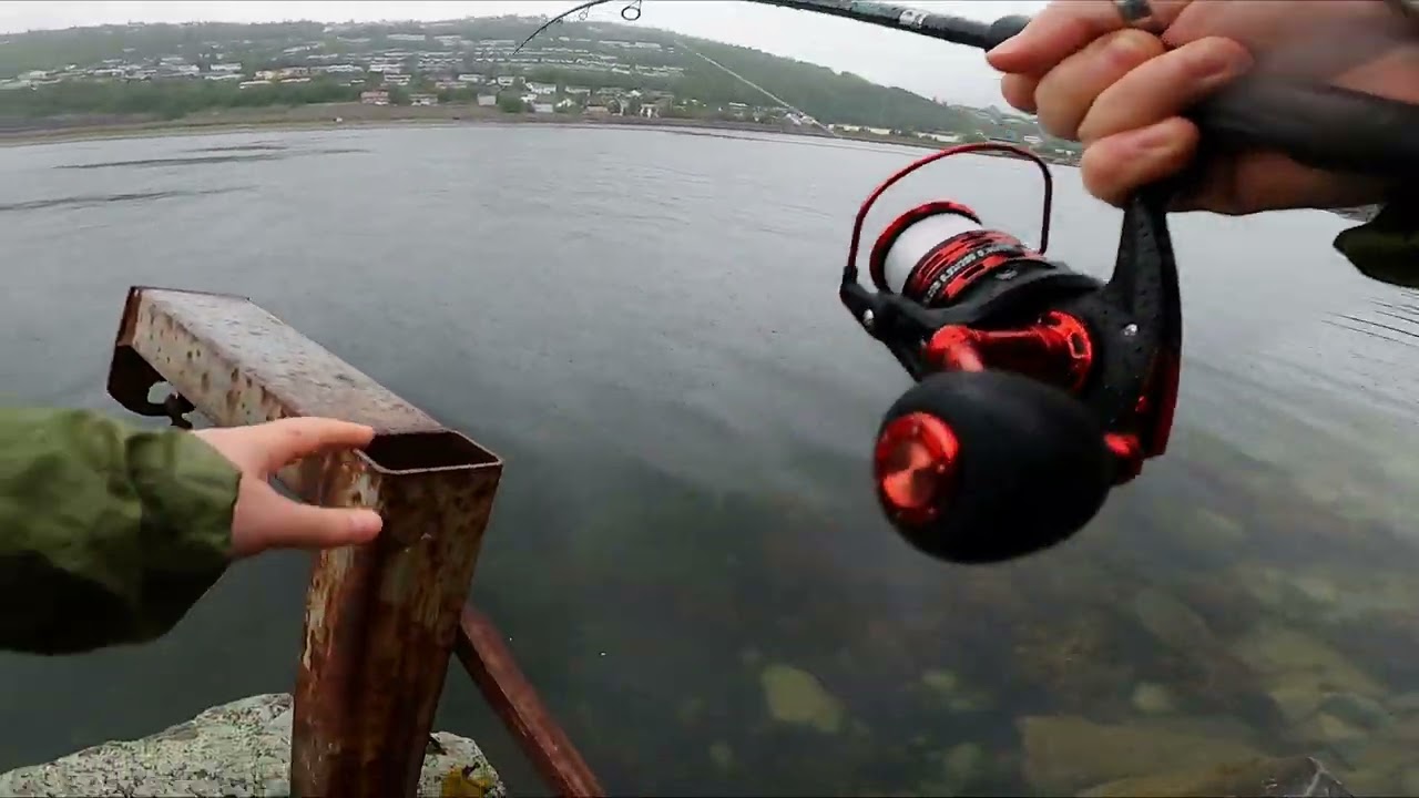 Kveite på stang fra land - Tatt på Helgeland - Halibut - Vefsn