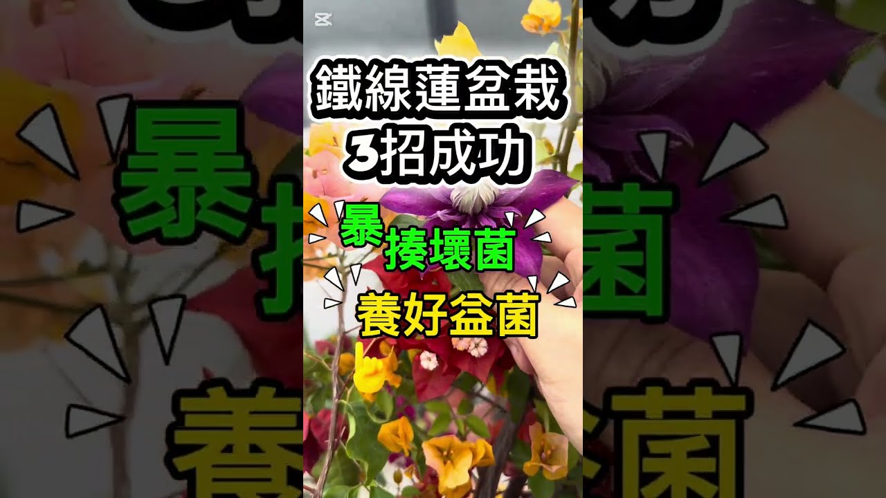 鐵線蓮-打爆你的壞菌，化學與微生物交叉火網，拯救你的鐵線蓮根系 #鐵線蓮 