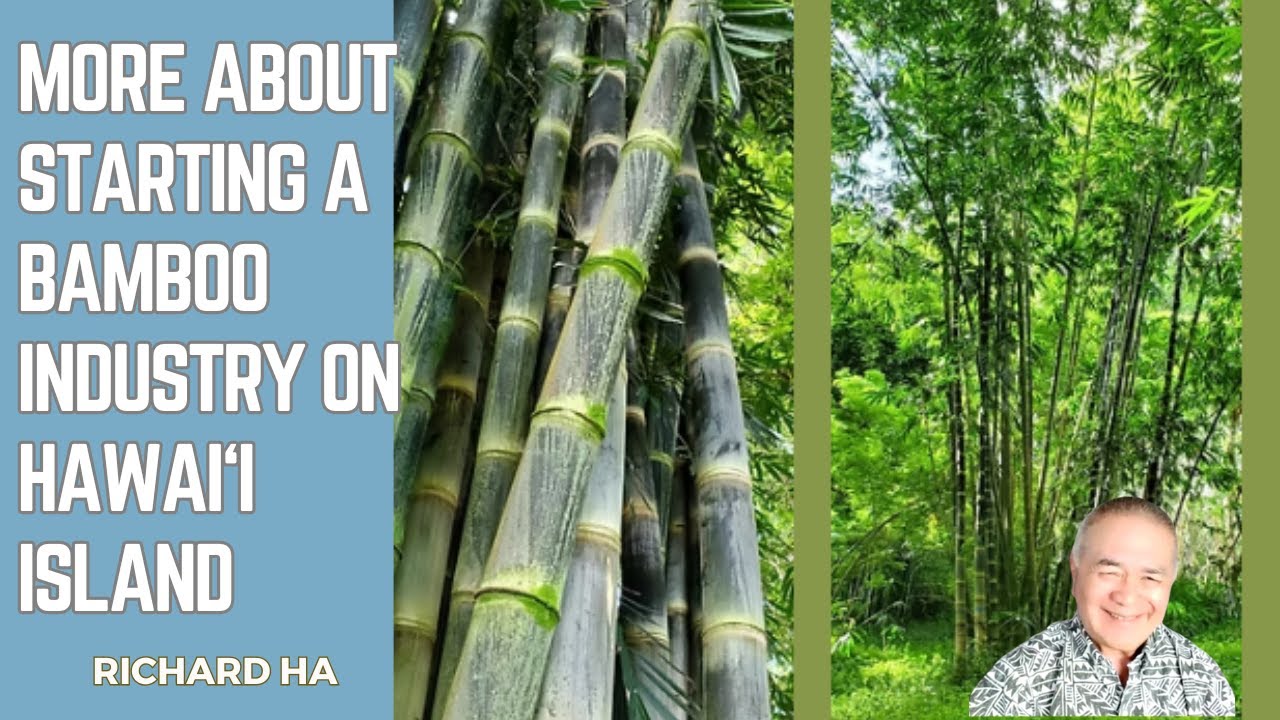 How Will a Hawaii Bamboo Industry Bring SECURITY to Our Future Generations?