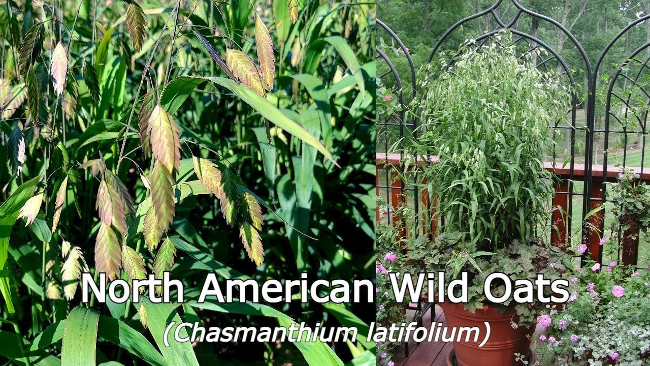 Chasmanthium latifolium (North American Wild Oats) // Easy to Grow NATIVE, Long multi-season appeal👌