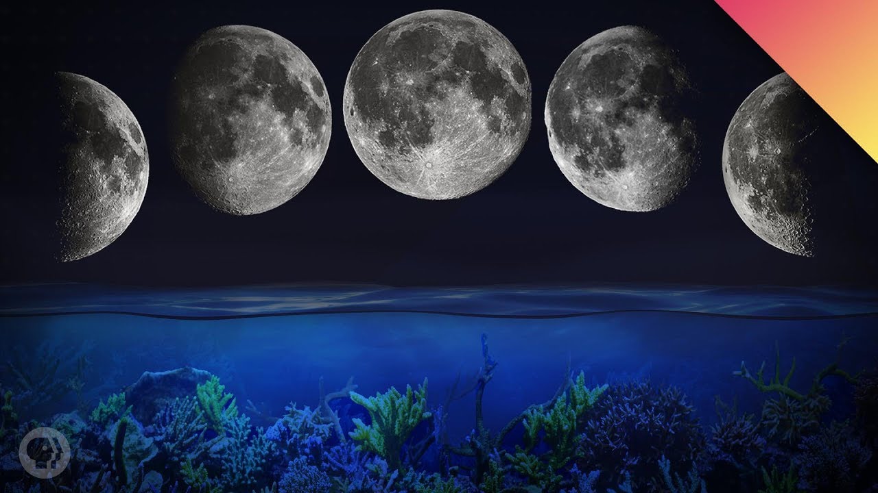 How The Moon Controls Biology