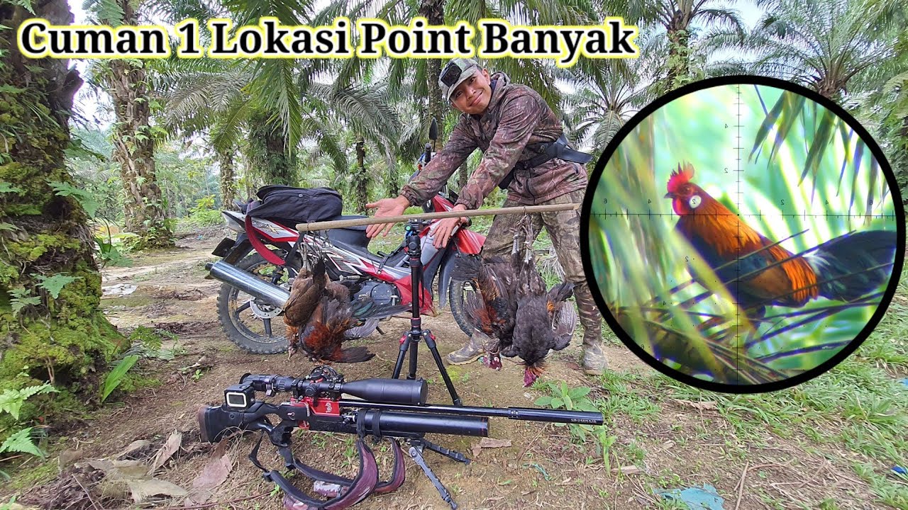 BERBURU AYAM HUTAN SAWIT Part 26 || Satu Lokasi Point Banyak