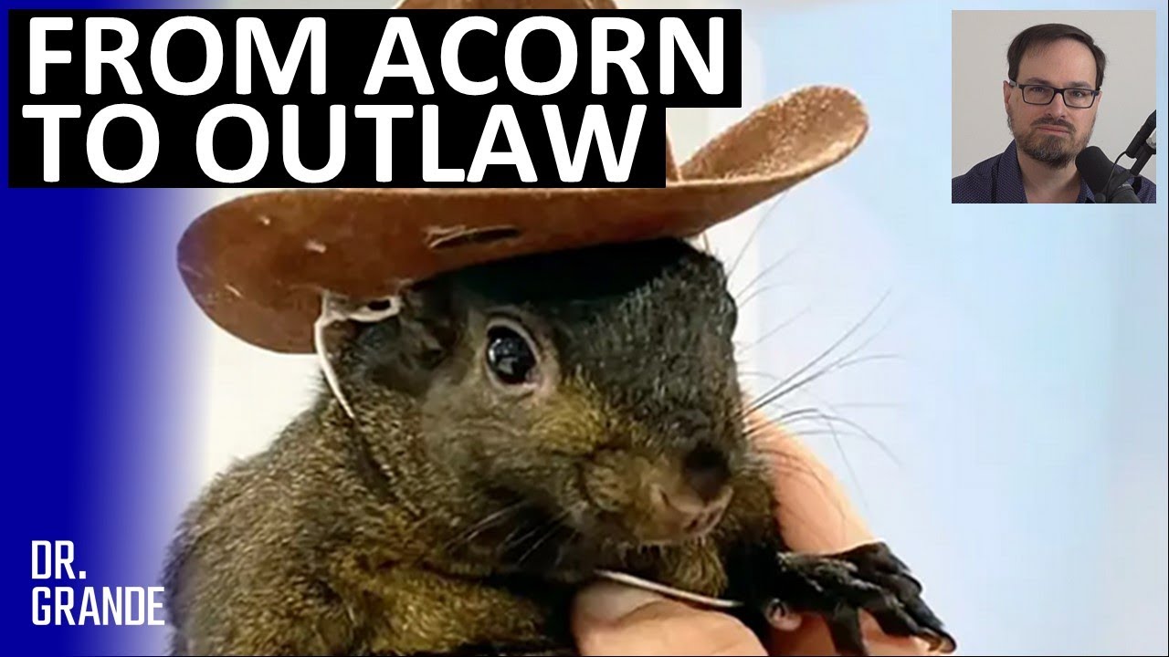 Fame-Hungry Squirrel Executed by Government Agents After Daring Raid | Peanut the Squirrel Analysis