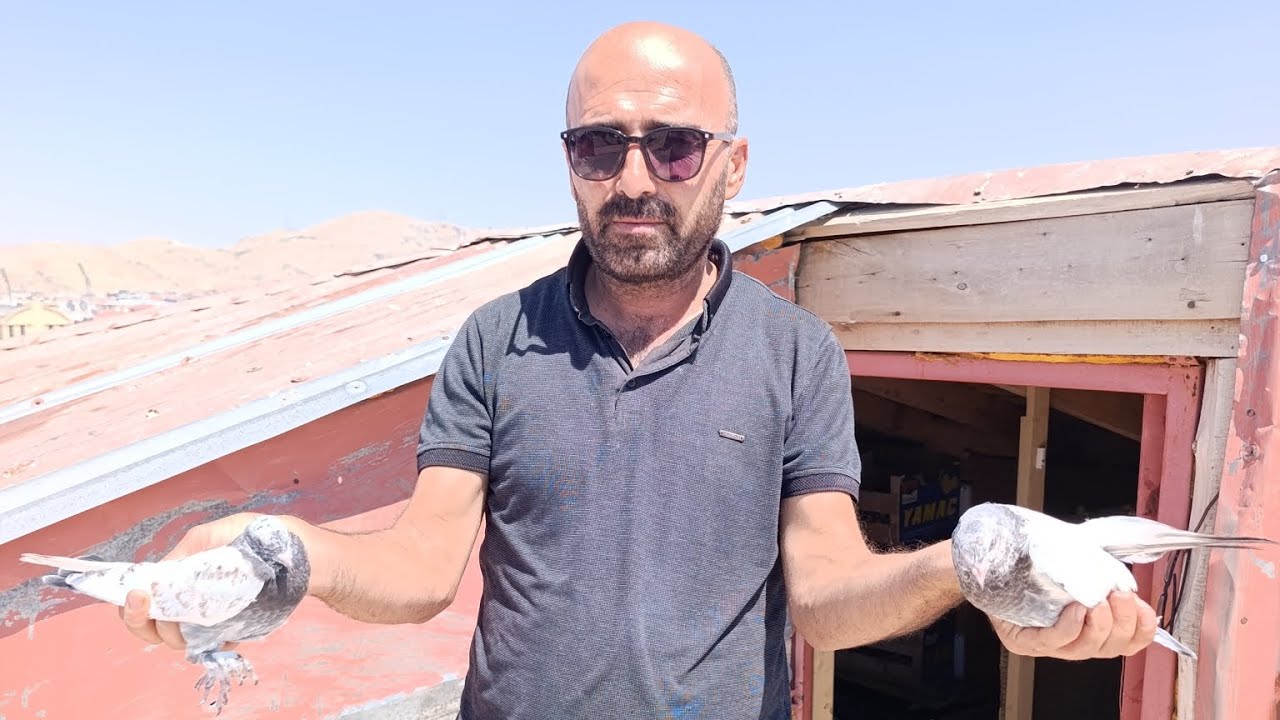 2025 VAN YÜKSEK UÇUM ŞAMPİYONU İSKENDER AHİ GUVERCİNLERİ ÇEKTİK 