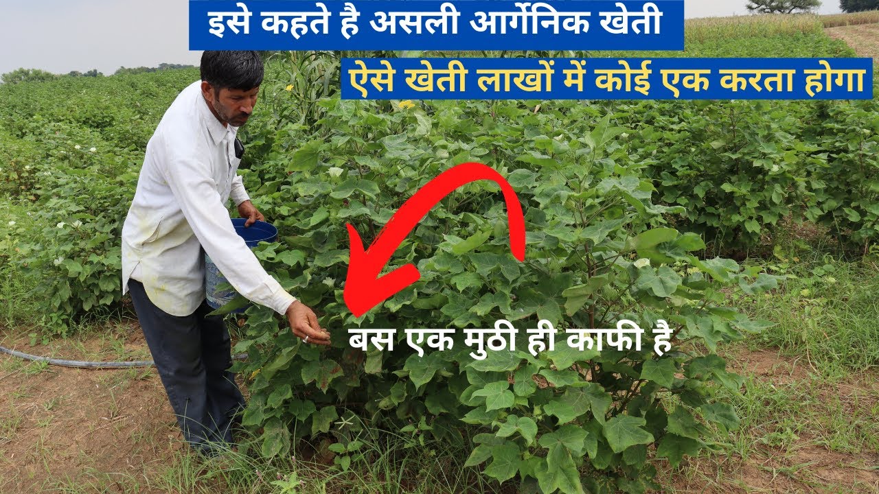 इसे कहते है असली आर्गेनिक खेती --बस एक मुठी ही काफी है |Organic farming in India