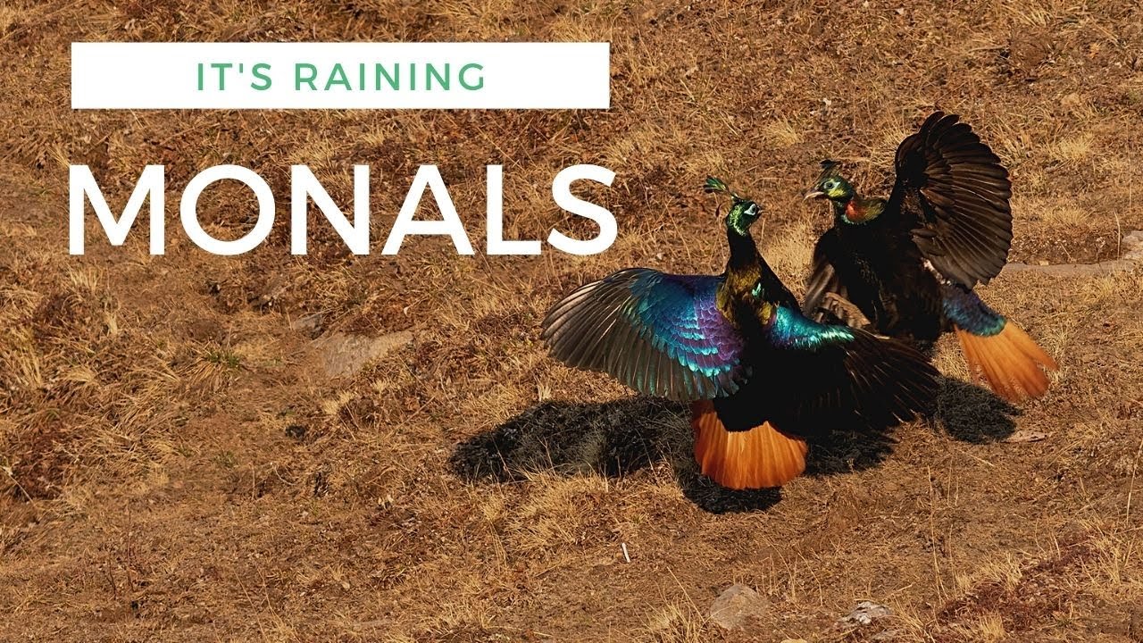 It's raining Monals!!!!