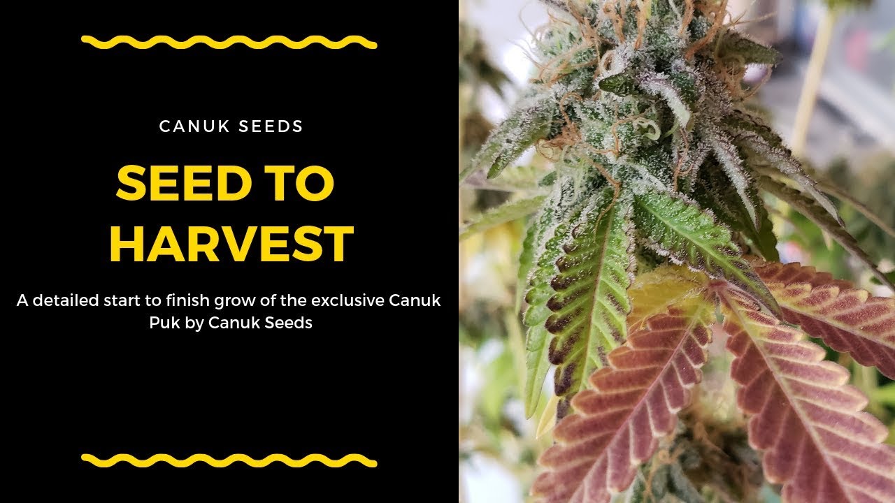 Seed To Harvest- Limited Edition Canuk Puk