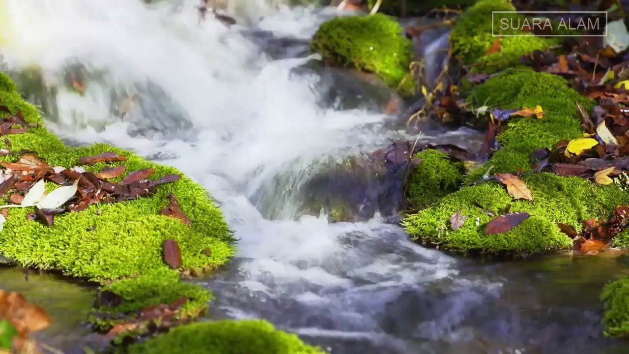 100% TERAPI RELAKSASI SEPERTI DI HUTAN (VIDEO HD)
