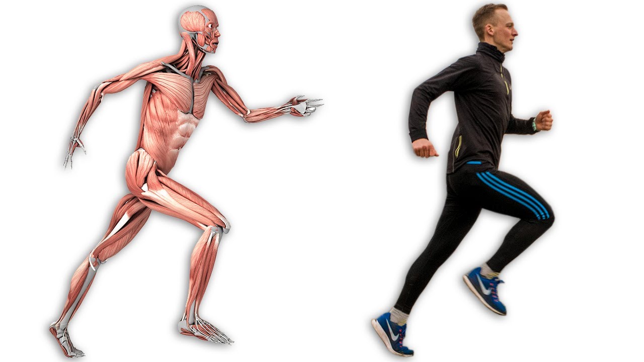 Was mit deinem Körper passiert, wenn du regelmäßig joggen gehst