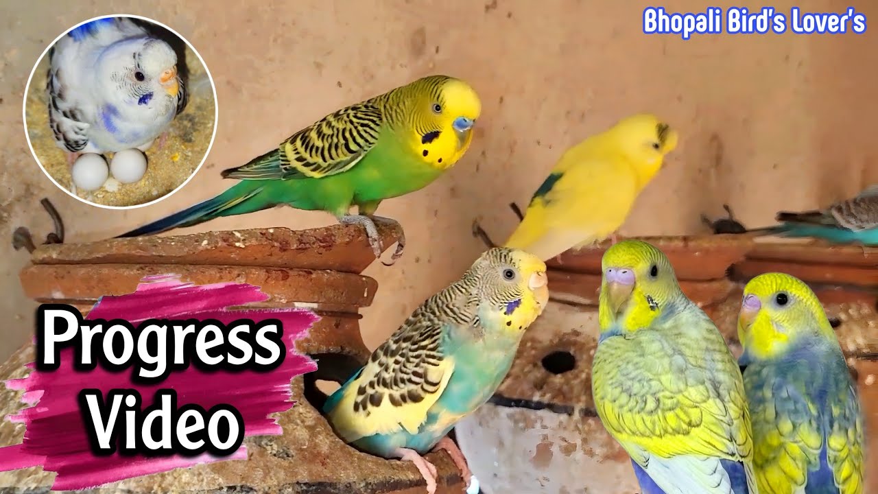 Breeding progress video budgies #budgies #virelvideo #bhopalibirdslovers