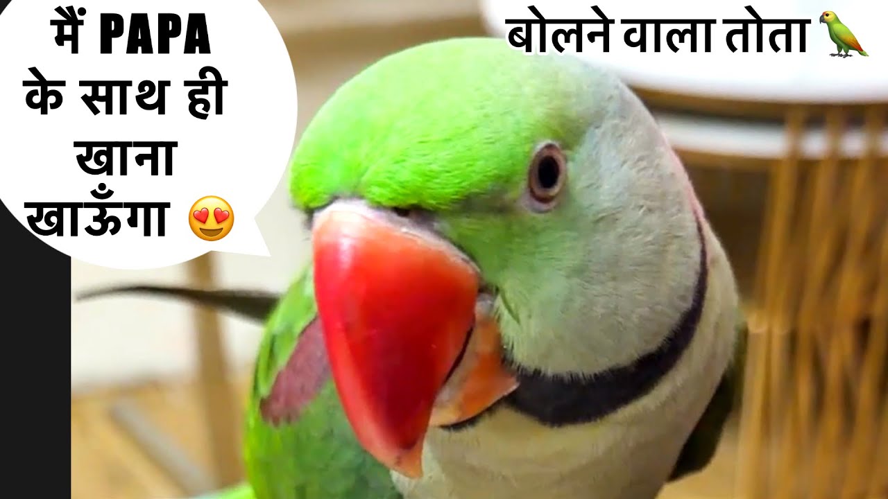 मुझे पापा के साथ ही खाना 🍛 है 😍🦜Bolne Wala Tota,Talking Parrot 🦜 