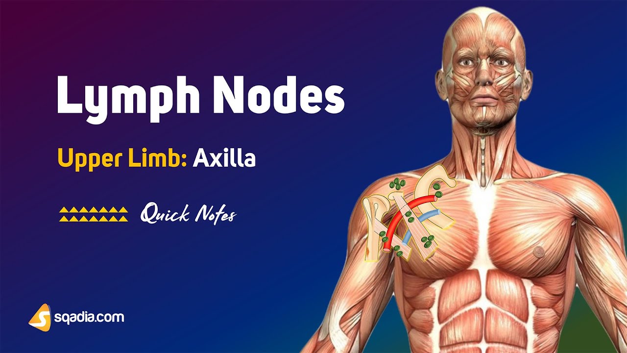 Upper Limb: Axilla | Lymph Nodes | Anatomy