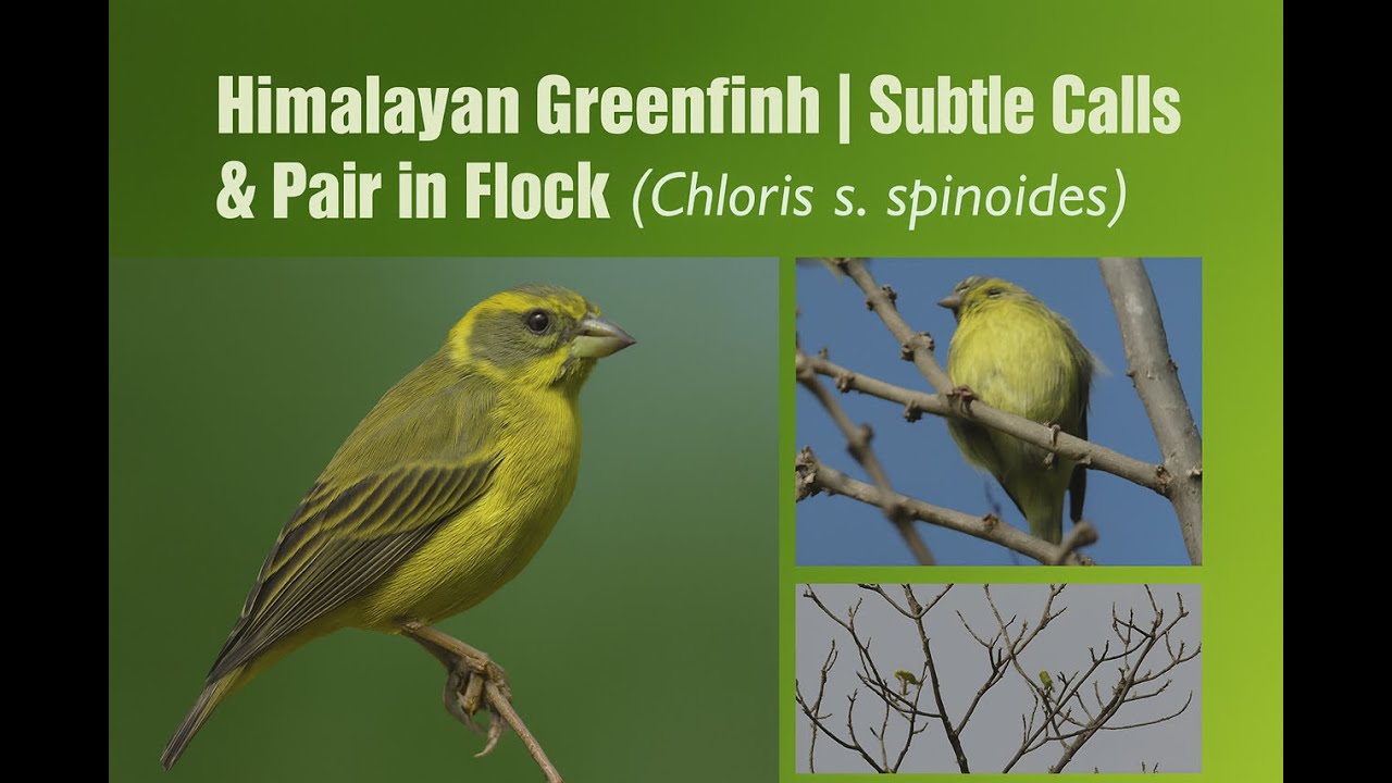💛 Yellow-Breasted Greenfinch 🐦 | Melodious Himalayan Songbird in the Wild 🏔️🌿 (Chloris spinoides)