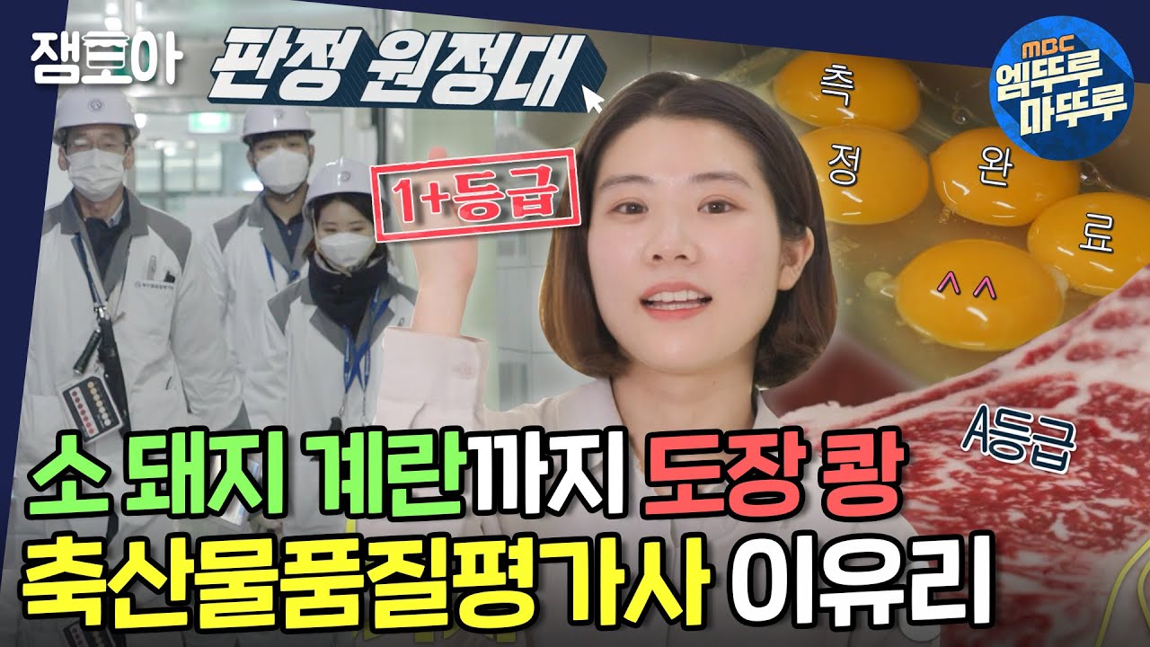[아무튼 출근] 슥 보면 등급 척척!🥩 1++ 만두(?)를 꿈꾸는 의지충만 병아리 평가사 이유리ㅣ#축산물품질평가사 #이유리 MBC211109방송